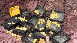 Tiêu hủy hàng nghìn con gia cầm giống nhập lậu