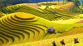 Du lịch "mùa vàng" Hoàng Su Phì theo hình thức trực tuyến