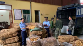 Kiểm tra 4 xe tải vận chuyển gần 15 tấn nguyên liệu thuốc lá không rõ nguồn gốc xuất xứ