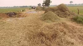 Lòng đường thành nơi phơi rơm