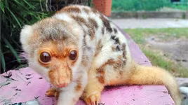 Xuất hiện loài thú kỳ lạ tại Trung Quốc