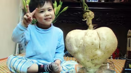 Chuyện lạ có thật: Củ đậu hình trái tim nặng gần 14kg ở Hà Nội