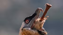 [Ảnh] Lạ lùng loài chim khổng lồ, có cả chòm râu dưới cằm và rất thích nuốt chửng xương