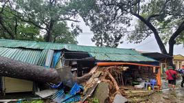 Nhanh chóng di dời cây cổ thụ đổ rạp vào Đền Và Sơn Tây