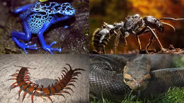 [ẢNH] Top 5 sinh vật được mệnh danh là ‘sát thủ máu lạnh’ của vùng Amazon