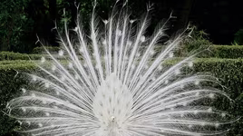 [ẢNH] Những động vật bị bạch tạng quý hiếm