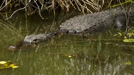 Mỹ: Bắt được cá sấu nghi ăn thịt người trong bão Ida 