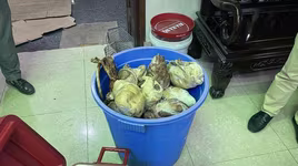 "Om" 17 cá thể tê tê quý hiếm, chủ nhà hàng bị khởi tố