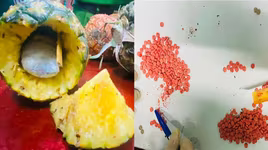 Lật tẩy bí mật giấu trong quả dứa gai của gã đàn ông người nước ngoài