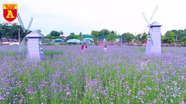 Thiếu nữ Hà Nội đẹp dịu dàng bên cánh đồng hoa oải hương thảo