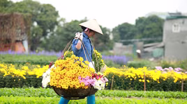 Những hình ảnh đẹp về làng hoa Khương Hạ