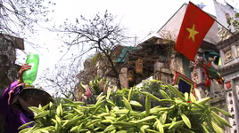 Hà thành dịu dàng với mùa hoa loa kèn tháng 4