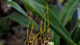 Những loài phong lan đẹp và độc lạ nhất thế giới