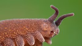 Kỳ lạ loài giun có nhiều chân và móng vuốt