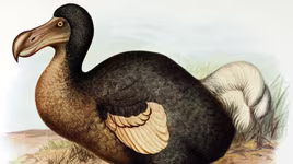 Có thể sớm hồi sinh loài chim đã tuyệt chủng