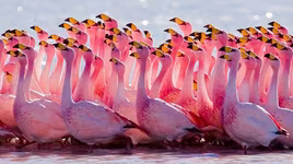 Thiên đường của loài chim hồng hạc ở Kenya