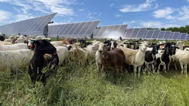 Thả 6.000 con cừu vào trang trại điện mặt trời, điều bất ngờ được chứng minh