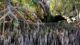 Bí ấn những rừng cây kỳ lạ nhất trên trái đất 