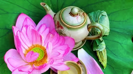 [ẢNH] Đua nhau làm trà sen Tây Hồ - "Thiên cổ đệ nhất trà"