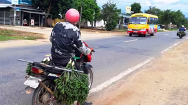 Cau non tăng giá, bán tạ cau được chỉ vàng, Trung Quốc mua về làm kẹo cau