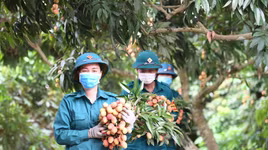 Video: Nông dân Bắc Giang phấn khởi khi được dân quân xã giúp thu hoạch vải thiều sớm