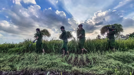 [Ảnh] Công an Thủ đô đội nắng, thâu đêm cứu lúa giúp nông dân trong khu phong tỏa