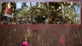 Ngắm đào Nhật Tân đẹp như tranh, đào thất thốn hơn 200 triệu bán ở vỉa hè Hà Nội