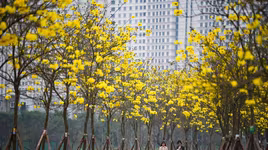 Ngắm đường hoa phong linh đẹp như tranh vẽ ở Hà Nội