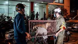 Hà Nội: Xử lý triệt để tình trạng chó thả rông ở các quận, huyện