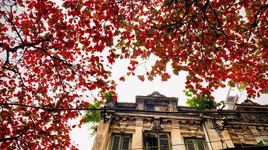 Lãng đãng mùa đông Hà Nội 