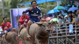 Hình tượng con trâu chăm chỉ, bền bỉ, no đủ và thịnh vượng