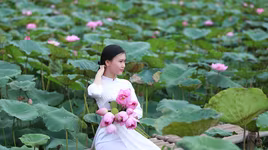 Thanh tao mùa sen đầu hạ