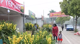 Sắc xuân ngập tràn trên đường phố Hà Nội