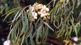 Loài cây có khả năng "mọc" ra vàng thật 