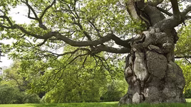 Loại gỗ cho ra rượu có chất lượng thơm ngon, hảo hạng