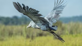 Loài chim chuyên tàn sát đồng loại khi còn “đỏ hỏn”