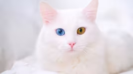 Độc đáo những loài mèo có mắt hai màu 