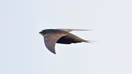 Loài chim có khả năng bay liên tục 10 tháng không nghỉ