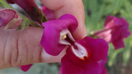 Loài hoa tuyệt đẹp, đáng sợ khi héo và chứa nhiều chất độc hại