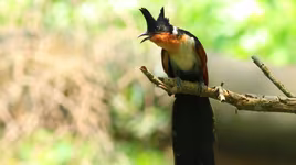 Loài chim có tên gọi độc lạ, có tập tính đẻ ký sinh tổ loài khác ở Việt Nam