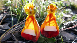 Loài hoa kỳ dị như người ngoài hành tinh