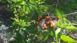 Cây mọc hoang ở Việt Nam chứa chất độc đáng sợ, được săn lùng với giá cao