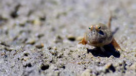 Loài cá lập dị, hung hăng và đầy bí ẩn ở Việt Nam