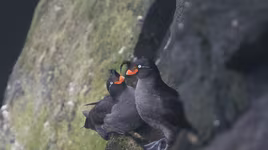 Độc đáo loài chim biết tỏa ra mùi thơm quyến rũ