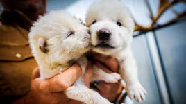 Hồi sinh thành công sói khổng lồ tuyệt chủng hơn 10.000 năm trước 