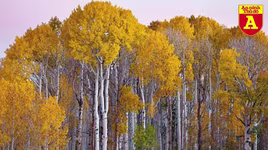 Cây cổ thụ nào có tuổi thọ lâu đời nhất trên thế giới?