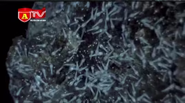 Loài tôm 'bất tử' luộc không chết, sống ở miệng núi lửa