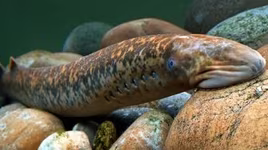 Những loài động vật có trái tim kỳ lạ nhất thế giới