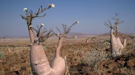 Những loài thực vật kỳ lạ nhất thế giới