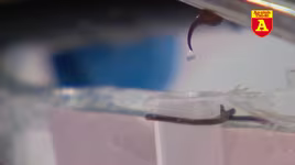 Chất lỏng đắt nhất hành tinh có giá hơn 10 triệu USD/lít